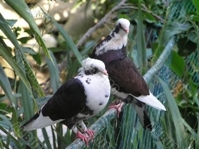 pigeons