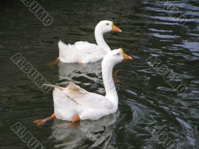 swimming geese