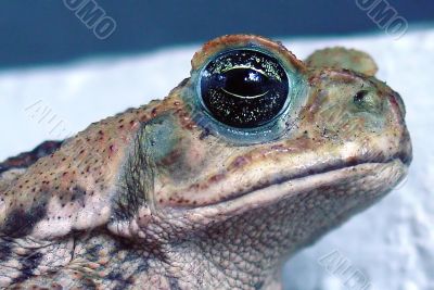 Frog Closeup