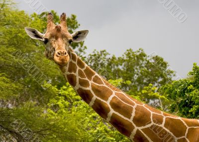Giraffe 2