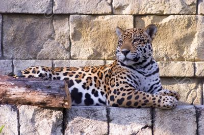 Jaquar Resting 2