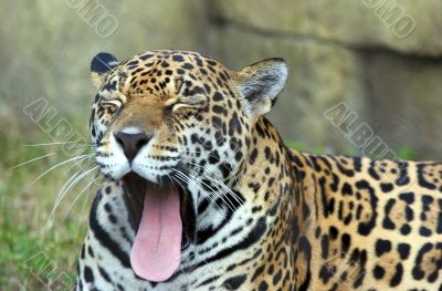 girl Yawning