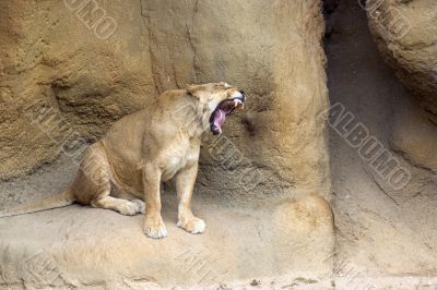 Lioness Yawning