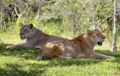 Lionesses
