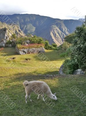 Llama Grazing