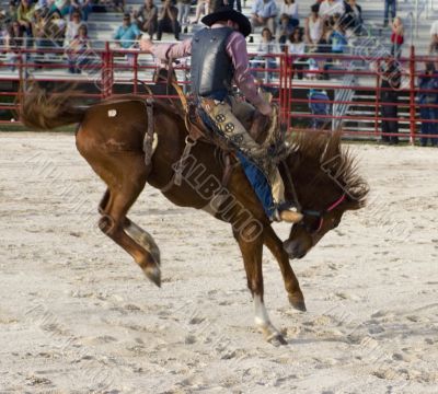 Bronco Riding 3