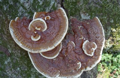 Tree Fungus