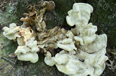 Tree Fungus