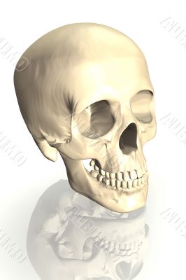 scull 3d