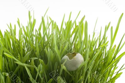 birds egg