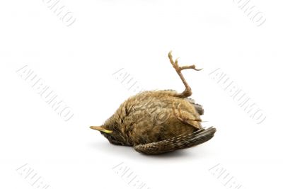 baby-sparrow