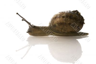 snail-mail