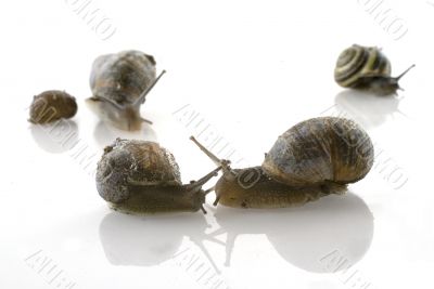 love by a snail