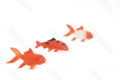 three goldfishes