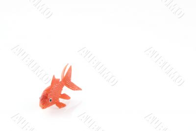 veiled goldfish