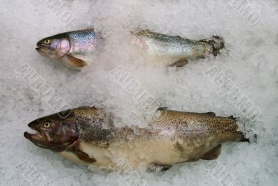 fresh trout on ice