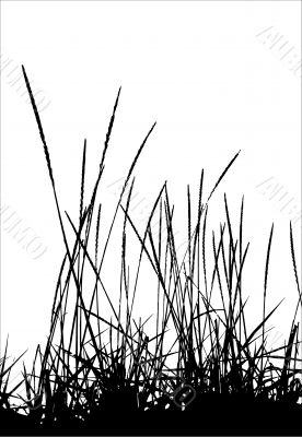 Grass / vector / silhouette