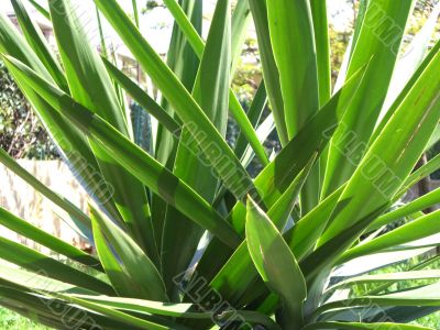 Light Green Plant in the House Garden