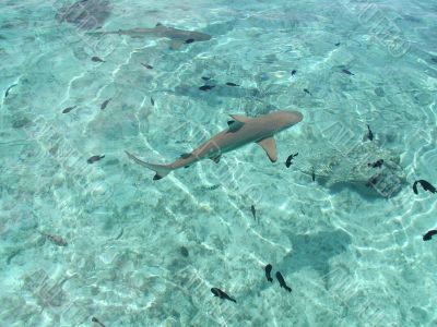 Black Tip Shark