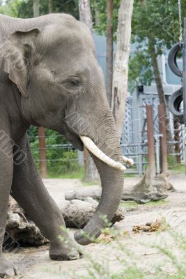 elephant in animalfarm