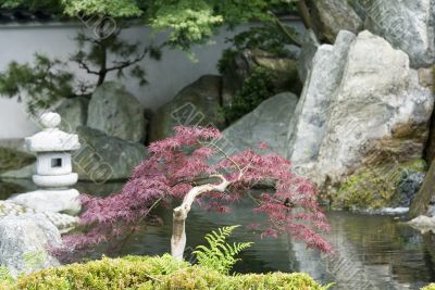 Japanese garden
