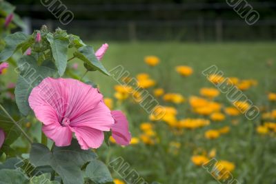 Pink malva