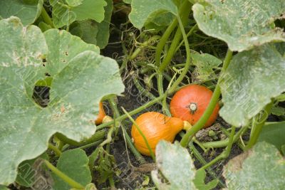 calabashes