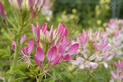 Pink cleome