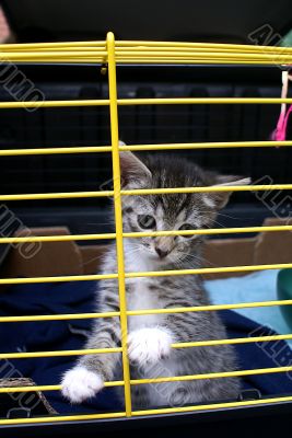 A kitten.