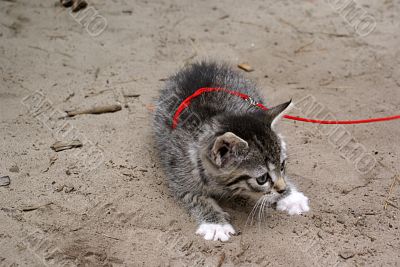 Anxious kitten.