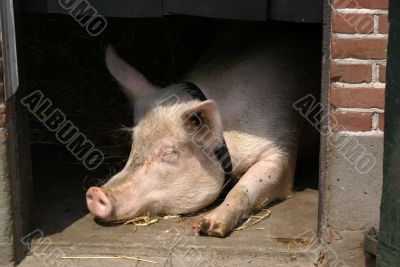 Miss Piggy.