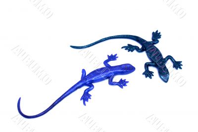 Lizards.