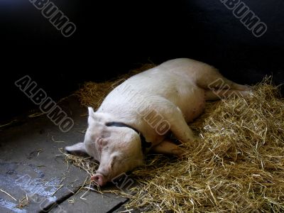 A lying pig.