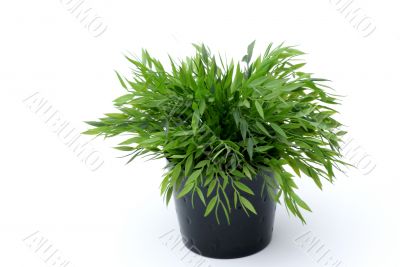 Green plant, black pot.