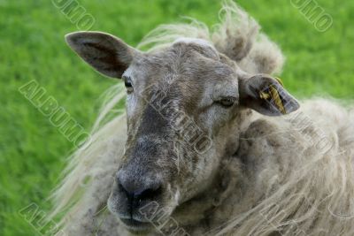 A sheep.