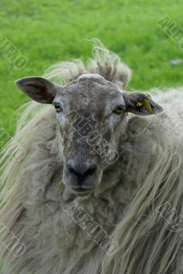 A sheep`s portrait.