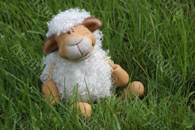 Cute sheep.