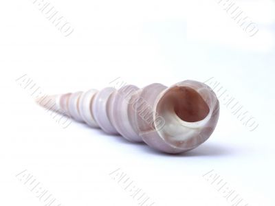 Shell.