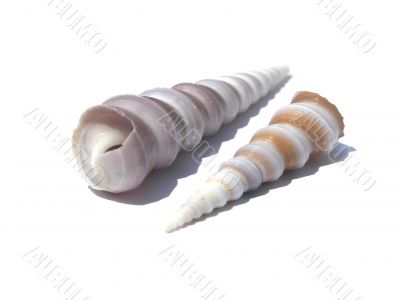 Two elongated shells...