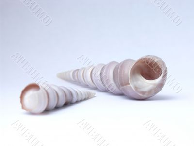 Pair of shells.