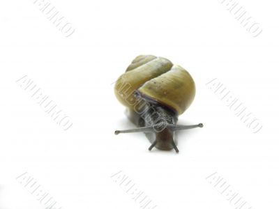 Frontview of a snail.