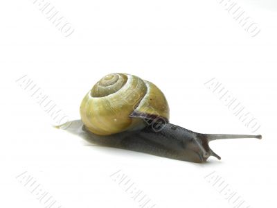 Snail.