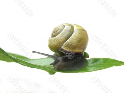 Snail on leaf.