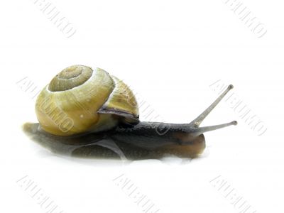 Snail on its way.