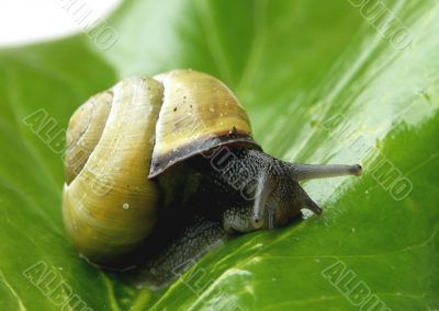 Snail close up.
