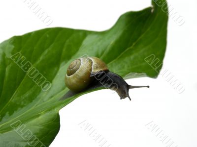 Snail looking over the edge.