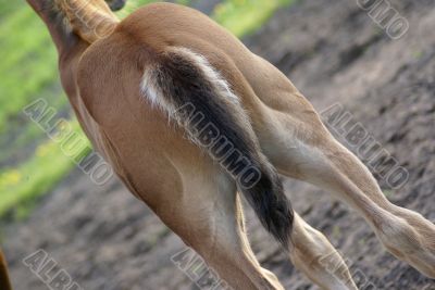 A foal`s behind.
