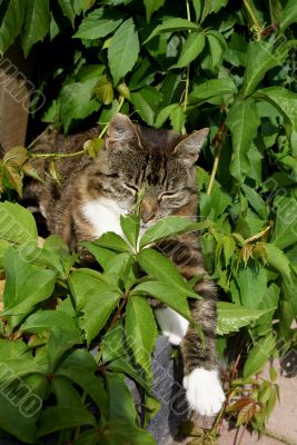 Sunbathing cat.