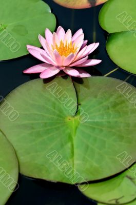 Pink Lotus Flower