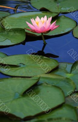 Lily pads with pink lotus flower